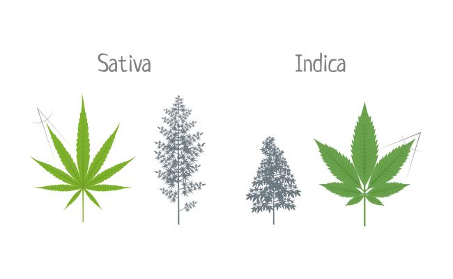 Sativa indica