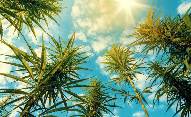 Cannabis plants shown against a blue sky background with clouds.