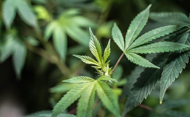 Green leaves of the marijuana plant in macro view