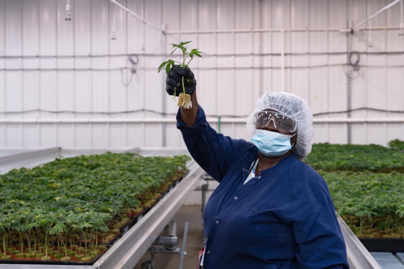 Image in a Trulieve Cultivation Facility