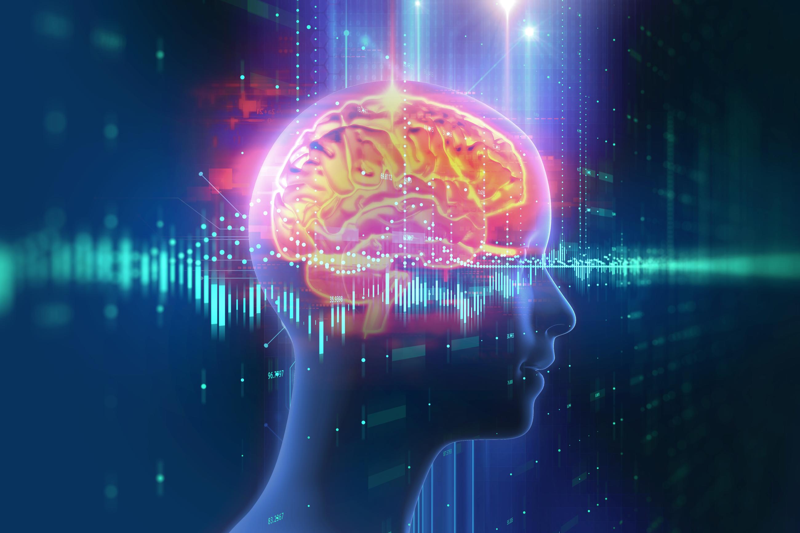 The Endocannabinoid System