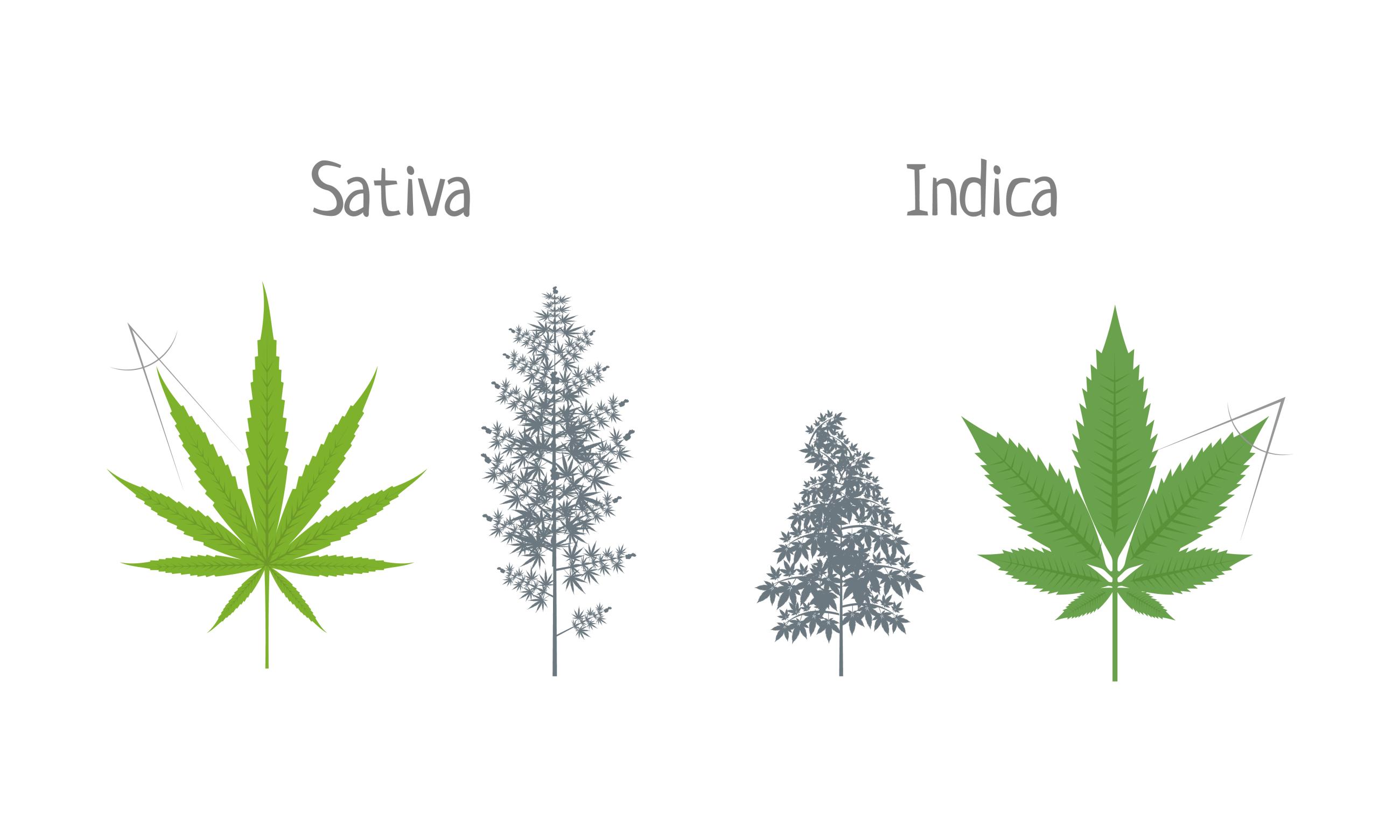 Sativa indica