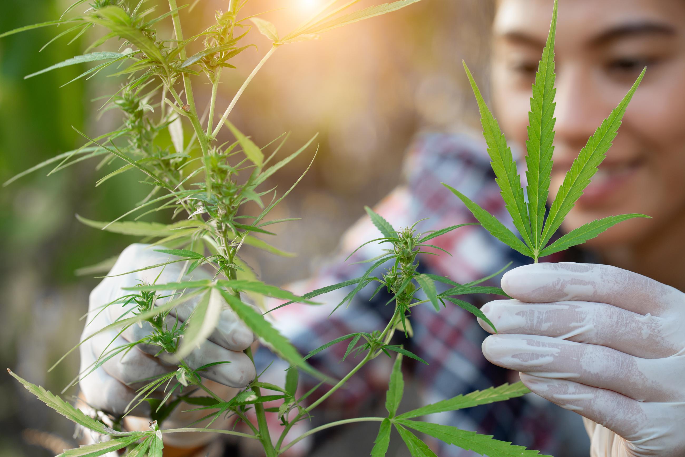 A woman examines marijuana plants.