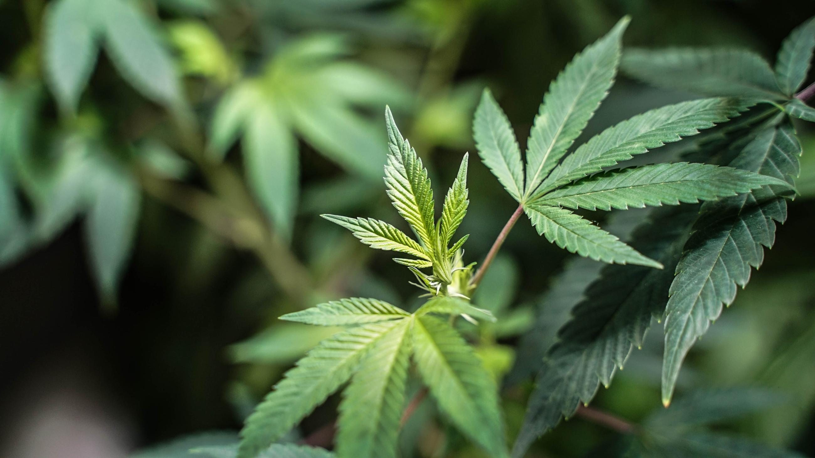 Green leaves of the marijuana plant in macro view